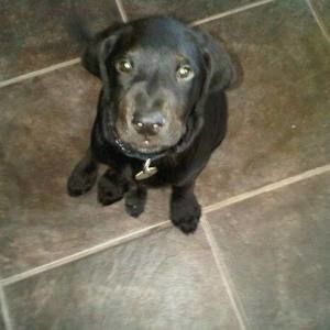 Meet your Posher, King